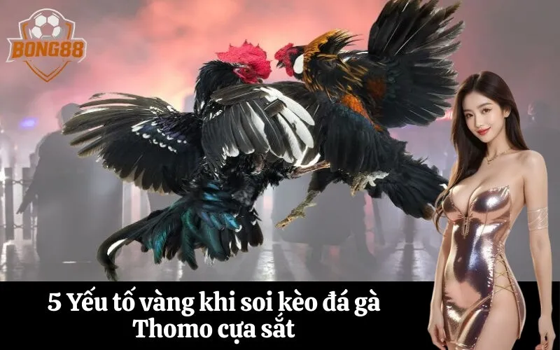 bong88 5 Yếu tố vàng khi soi kèo đá gà Thomo cựa sắt