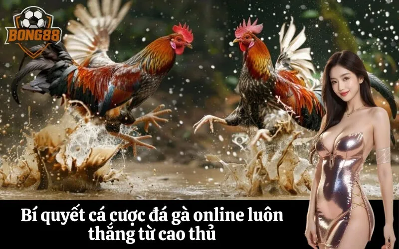 Bí quyết cá cược đá gà online luôn thắng từ cao thủ