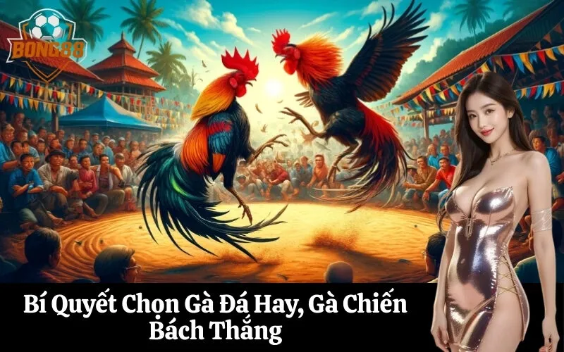 Bí Quyết Chọn Gà Đá Hay, Gà Chiến Bách Thắng