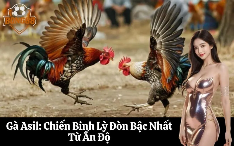 bong88 Gà Asil Chiến Binh Lỳ Đòn Bậc Nhất Từ Ấn Độ