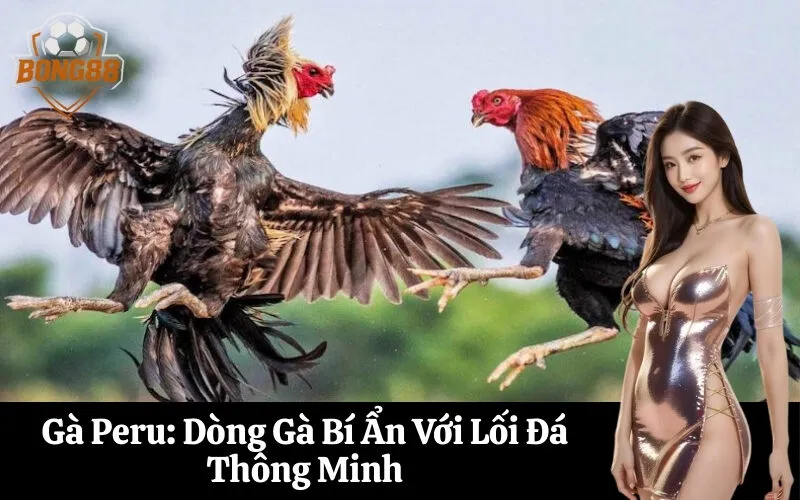 bong88 Gà Peru Dòng Gà Bí Ẩn Với Lối Đá Thông Minh
